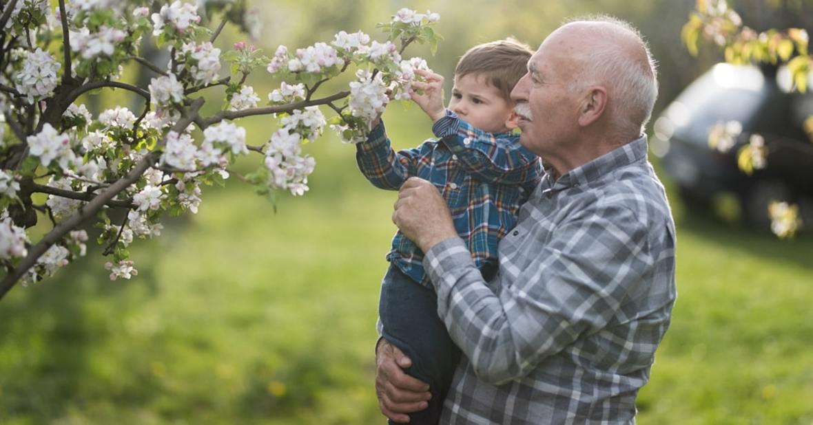 Abuelo sosteniendo en brazos a su nieto para que alcance la flor de un cerezo