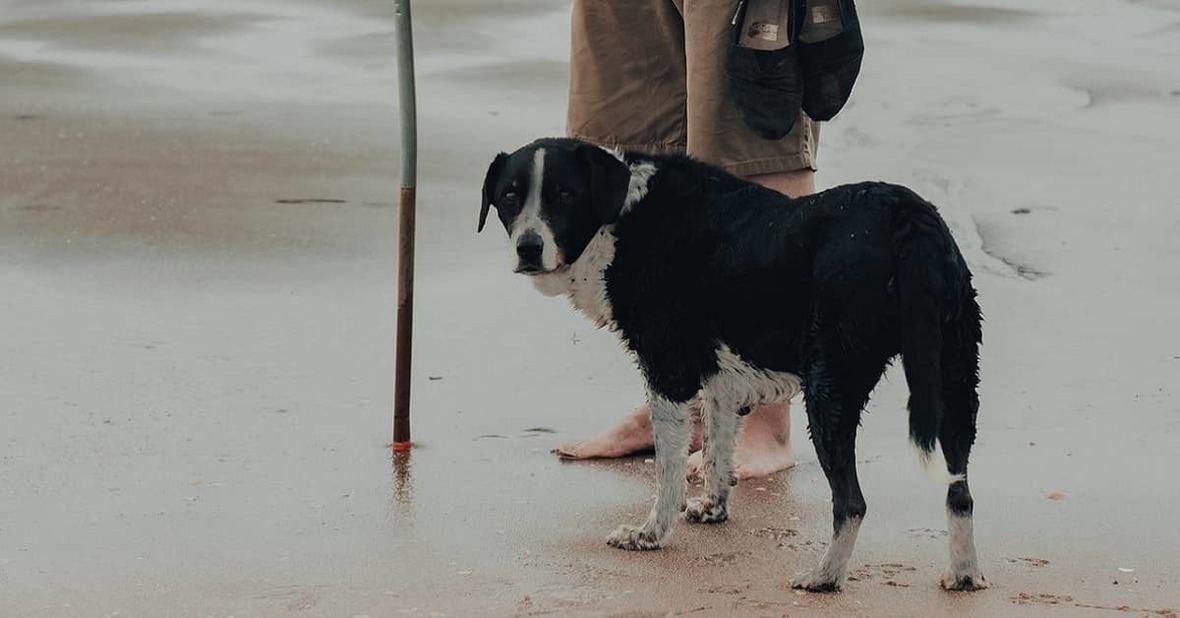 Persona mayor paseando con un bastón por la playa acompañado por su perro